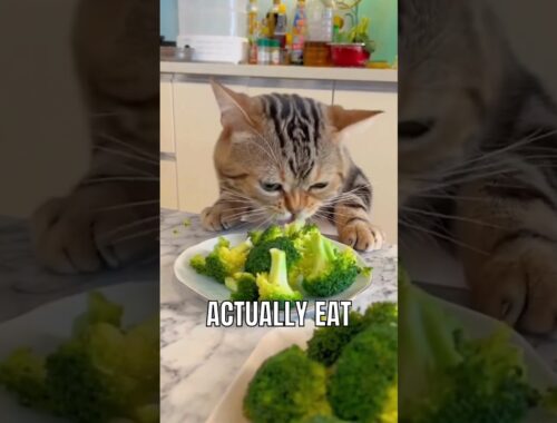 Surprising foods that your cat can actually eat #catlover #facts #interesting #cat #food #pet