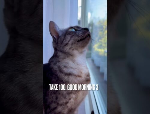 #おはよう にゃ😽#ニャルソック #天気がいいね #エジプシャンマウ #猫 #ねこ #goodmorning #窓辺の猫 #shorts