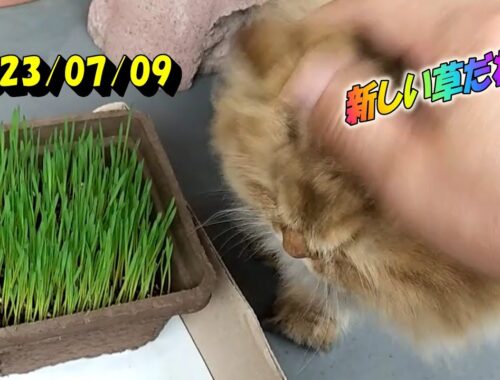 新しい草と古い草を見比べ、古い草を食べるペルシャ猫のひとみです。