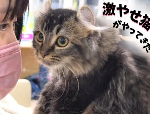 ペットショップの売れ残り一万円のガリガリ猫が愛しすぎてお迎え