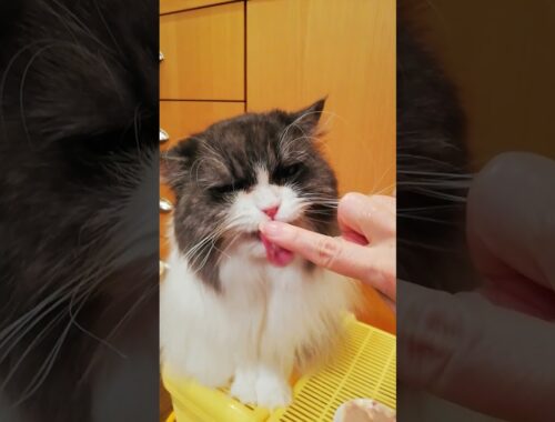 指からスープペロペロ　ラガマフィン猫コバンの日常 cat licking finger