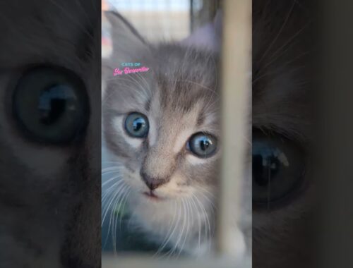 Sneak Peak! New Rescue Kitten #cat #catrescue #kittenrescue #kitten #rescue