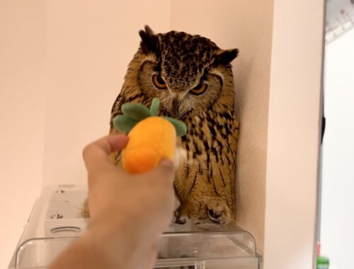 #802 フクロウの床暖房システム Underfloor Heating System for Owl 【ベンガルワシミミズク】