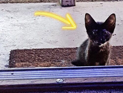 Woman Opens Door And Finds a Tiny Stray Kitten Asking To Be Let Inside