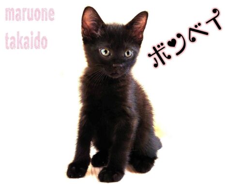 【ボンベイ】黒猫のダンス