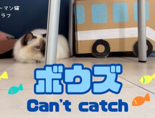 バーマン猫ラフとガブ【ボウズ】Can't catch（バーマン猫）Birman/Cat