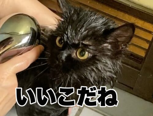 【セルカークレックス】マッチョでヤンチャな静かな猫シャンプー/Macho and quiet cat shampoo