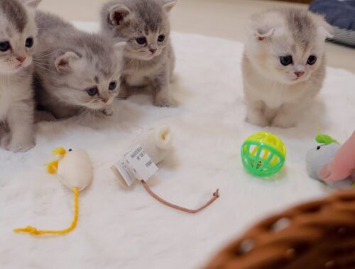 Here's how kittens react when given lots of toys.