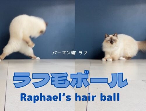 ボール遊び楽しいニャ【ラフ毛ボール】Raphael’s hair ball（バーマン猫）Birman/Cat