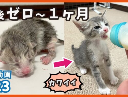 【子猫 成長記録】猫の赤ちゃんが、誕生してから可愛くなるまでの１ヶ月間【梅家編7・PR23】kitten