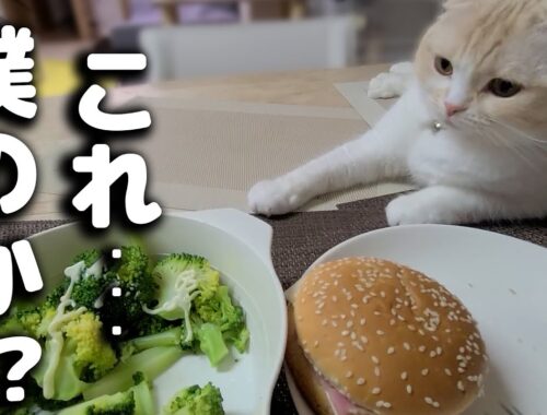 初めてハンバーガーを見た猫の行動に唖然としました...