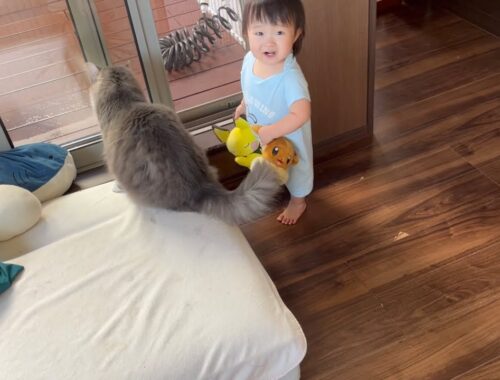 赤ちゃんから誘われる人形遊びに迷惑そうな猫　ノルウェージャンフォレストキャット　Cat invited by baby to play with dolls
