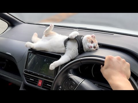ダッシュボードが気持ち良すぎてドライブ中に子猫がこうなっちゃいました…