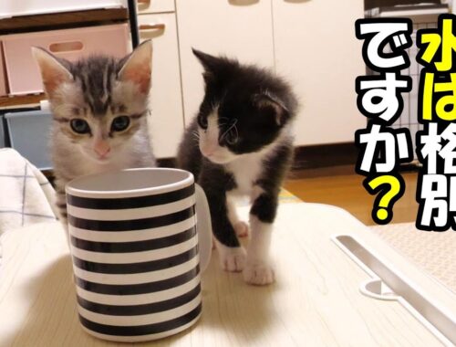 遊び疲れた子猫がコップの水を飲んでみる【赤ちゃん猫　保護猫】