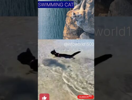 Swimming cat #shorts #catvideos @viralvideo