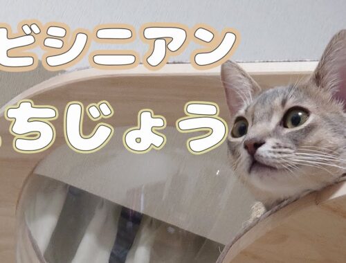 【猫動画】おてんばアビシニアンの日常【かわいい】