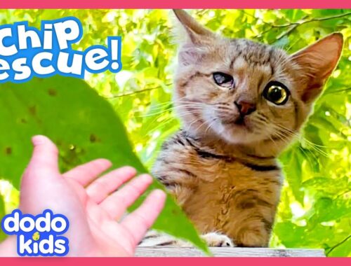 Kitten With Hurt Eye Keeps Running Away From Her Rescuer! | Dodo Kids | Rescued!