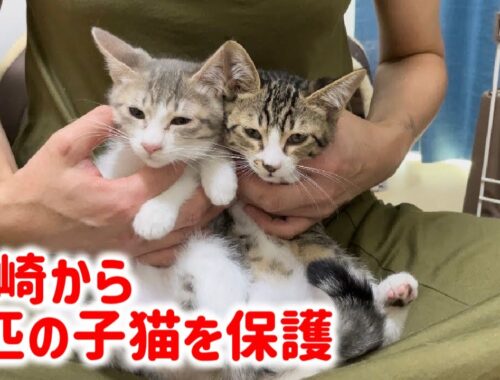 新たに川崎から行き場のない子猫2匹を保護しました
