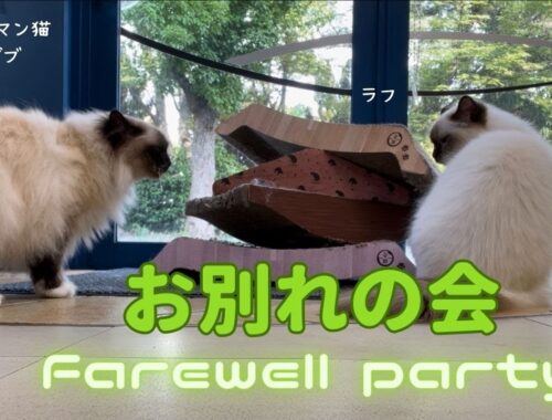 バーマン猫ラフとガブとミカとウリ【お別れの会】Farewell party（バーマン猫）Birman/Cat