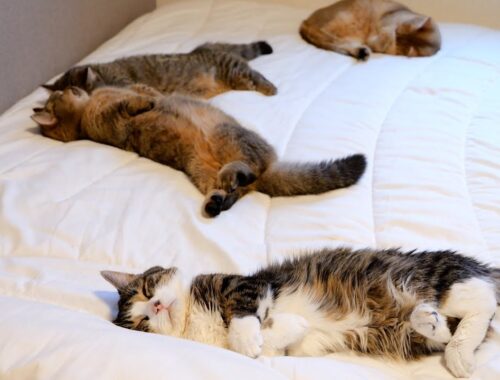 When I finished work, a family of cats became like this on the bed....lol