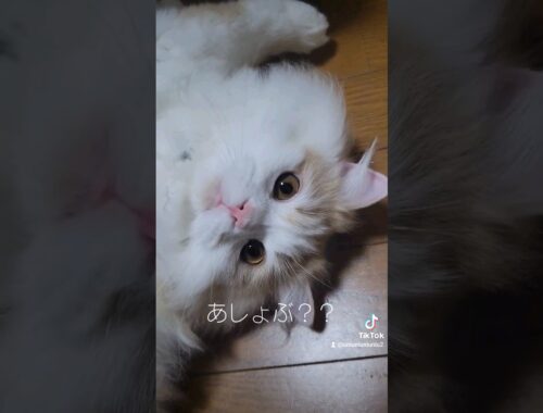 かまってちゃんな子猫 #ラガマフィン #猫動画 #cat #子猫 #shorts