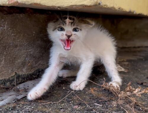 The kitten is very aggressive and then.., the story helps the kitten to live wandering in the park