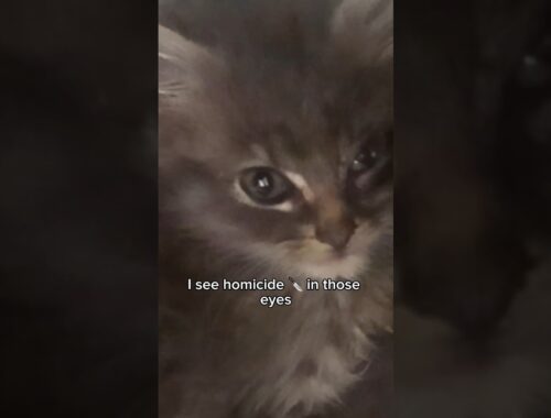 If we were a camera (angy kitten version) ft. Spicy kitten huddle | fortheloveofkittenrescue