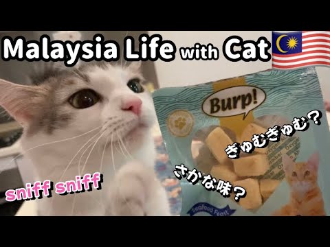 【🇲🇾もふ猫とマレーシア暮らし】Cat treats"Burp Fish" グルメな猫は好むかな？〜森猫おはぎの遊雅な日常 in MALAYSIA〜 #マレーシア移住 #猫と海外移住 #猫のおやつ