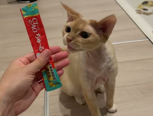 久しぶりのチュールに大喜びのデボンレックス兄(Devon Rex cat pleased with a cat snack Churu.)
