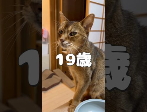 まな猫19歳 #shorts #猫動画 #アビシニアン #cat #まな猫