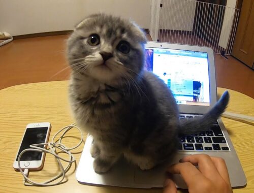 The cutest kitten that wants to play and interferes with the owner's work