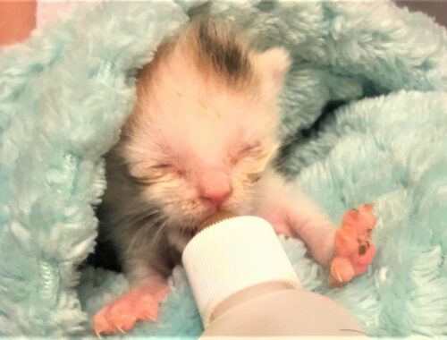 A tiny kitten was abandoned by her mom cat who was found alone outside