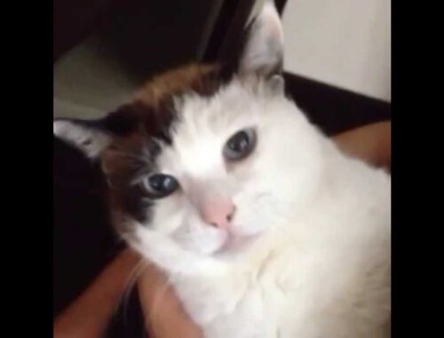 日本猫「ハナ」口パク猫のたまの鳴き声　ちょっとガラガラ声だー　Cute Old cat Hana being comfortable