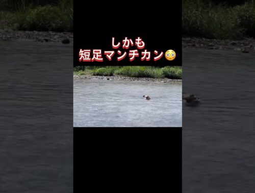 [泳ぐ猫]川を泳いで渡る猫swimming cat. cat swimming across the river