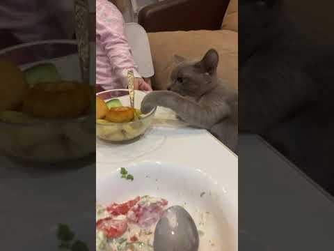 Кот оголодал ! Васька хочет есть с тарелки !
