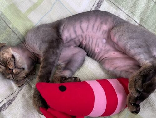 デボンレックス子猫がエビさんとお昼寝しています(Devon Rex kitten taking a nap with a lobster- shaped toy)