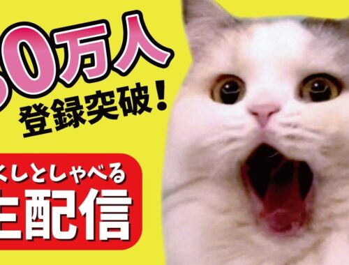 【猫がしゃべる！】登録者30万人突破記念ライブ！！【関西弁でしゃべる猫】