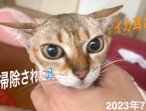 耳掃除がちょっとずつ好きになってきている⁉️かも😳シンガプーラ「もも」：2023.07.02  #耳掃除 #シンガプーラ #猫