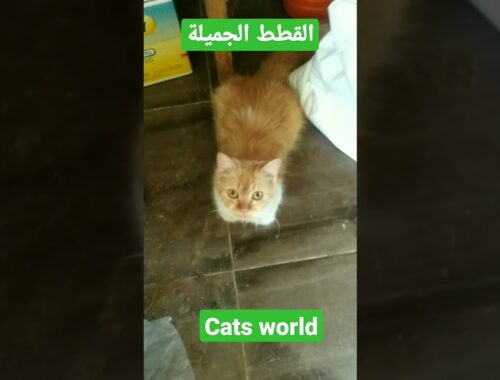 cats world, القطط الجميلة