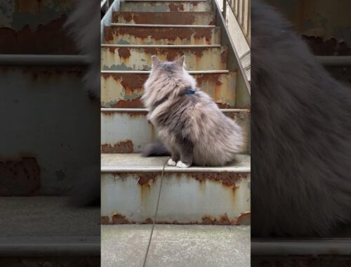 錆びた階段の猫【サイベリアン1歳9ヶ月】 #siberian