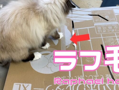バーマン猫ガブとウリとラフ【ラフ毛】Raphael hair（バーマン猫）Birman/Cat