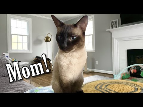When Siamese Cats Get HUNGRY | ft. Simon #shorts
