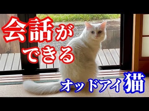 完璧な日本語で｢いな〜い｣とハッキリしゃべる猫