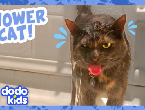 This Cat’s Loved Showers Since She Was A Kitten | Dodo Kids | Animal Videos