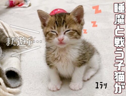 【保護猫】遊びたいのに睡魔と戦う子猫が可愛いすぎますｗ