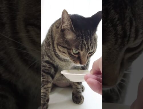 猫が納豆に初挑戦。日本の猫は納豆を美味しそうに食べるのか #shorts