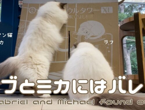 バーマン猫ガブとラフとミカ【ガブとミカにはバレた】Gabriel and Michael found out（バーマン猫）Birman/Cat