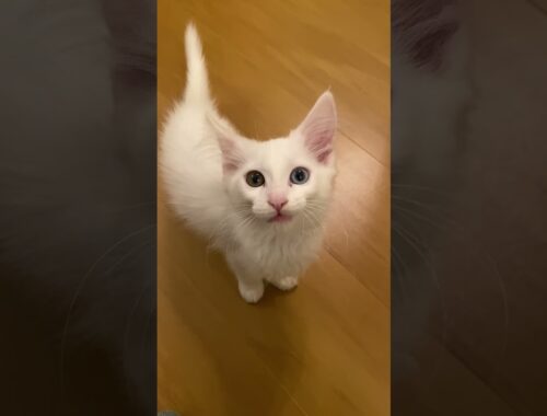 Meow? #kitten #cat #whitecat #cute #子猫 #猫 #白猫 #子猫の鳴き声