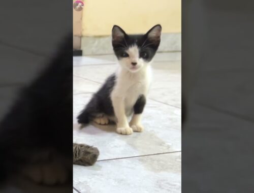 Rescued kitten was surprised when the older cat hissed at him #shorts