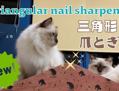 バーマン猫たちの新しい爪とぎ【三角形爪とぎ】Triangle nail sharpener（バーマン猫）Birman /Cat